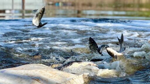 Масштабне зариблення водойм, як держава намагається відновити ресурси і залучити бізнес